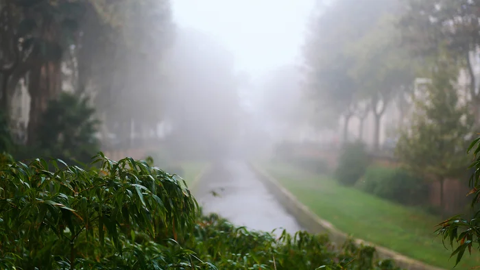 Fog on Panasonic GX9+lumix 25mm f/1.7 - My, The photo, Street photography, Fog, France, Autumn, Panasonic, Lumix, Nature, Morning, Longpost