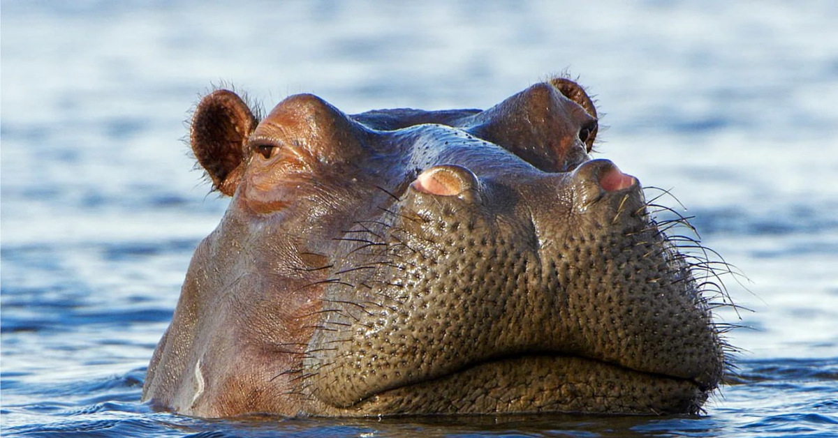 Бегемоты кашалоты и зеленый. Бегемоты кашалоты и зеленый. Гиппопотам напал на человека в зоопарке. Бегемоты кашалоты и зеленый. Крокодилы бегемоты обезьяны кашалоты.