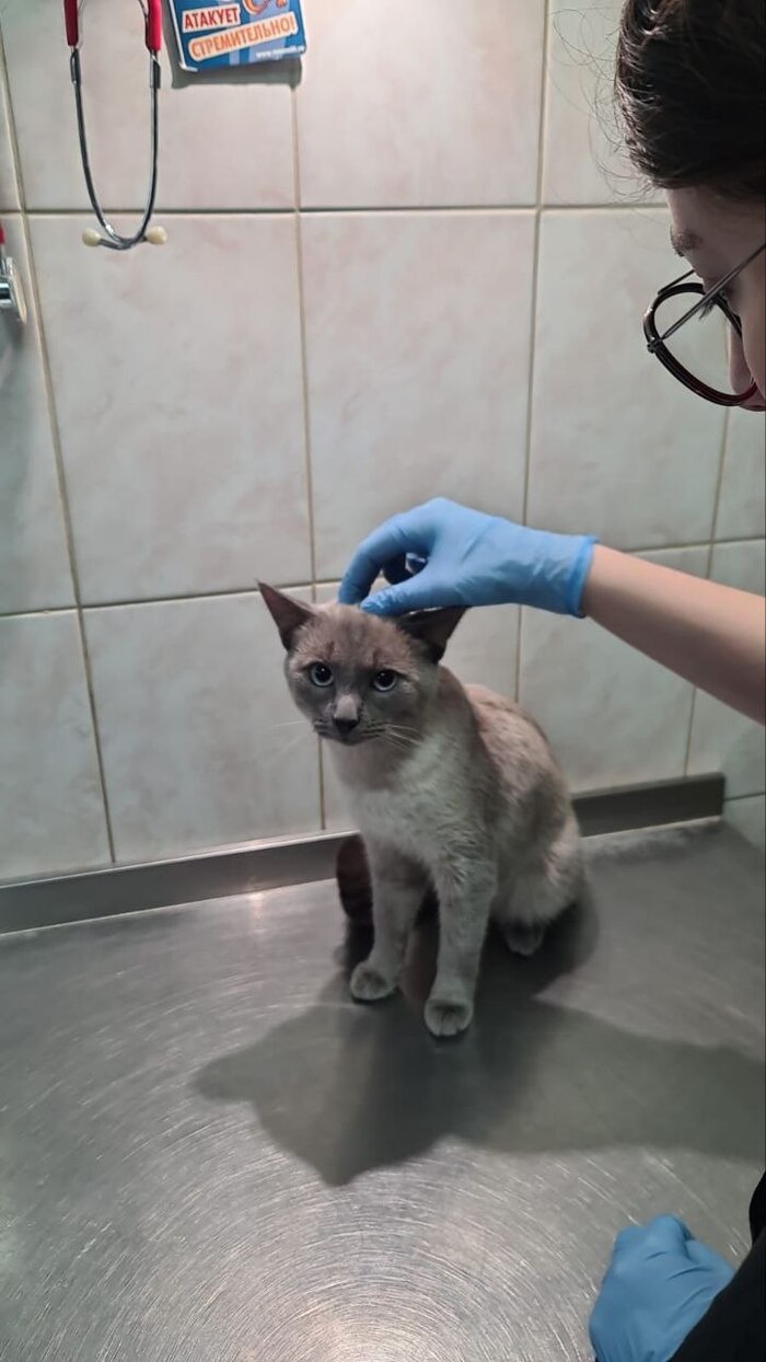 Митя у ветеринара