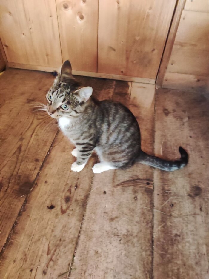 Кот по имени Яша. Часть 1