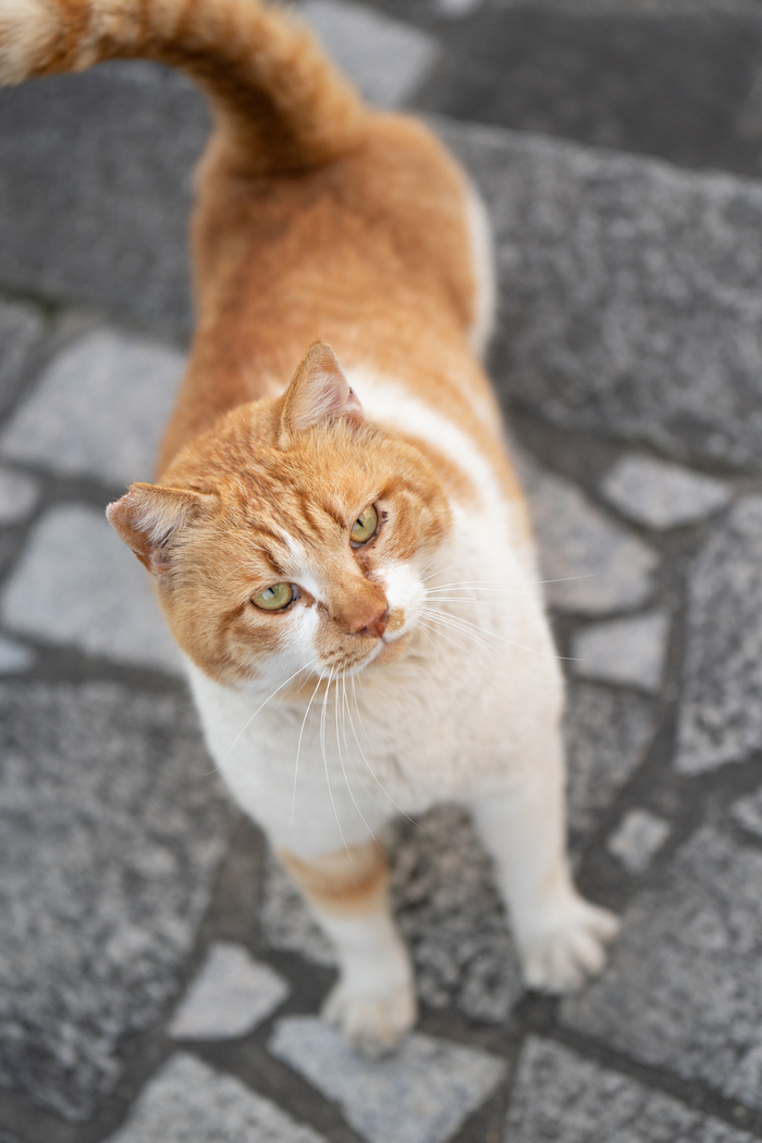  , , , Twitter ()