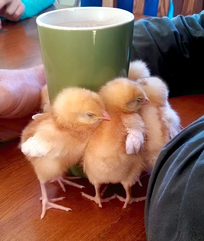 Three-day-old chicks warm themselves next to a cup of hot coffee - The photo, Chickens, Heat, Repeat