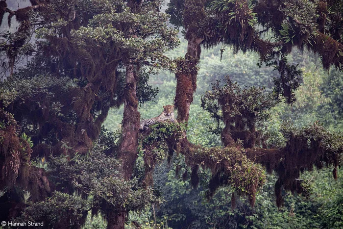 Leopard surveys his domain - Leopard, Big cats, Cat family, Predatory animals, Wild animals, wildlife, Reserves and sanctuaries, Africa, The photo, Tree