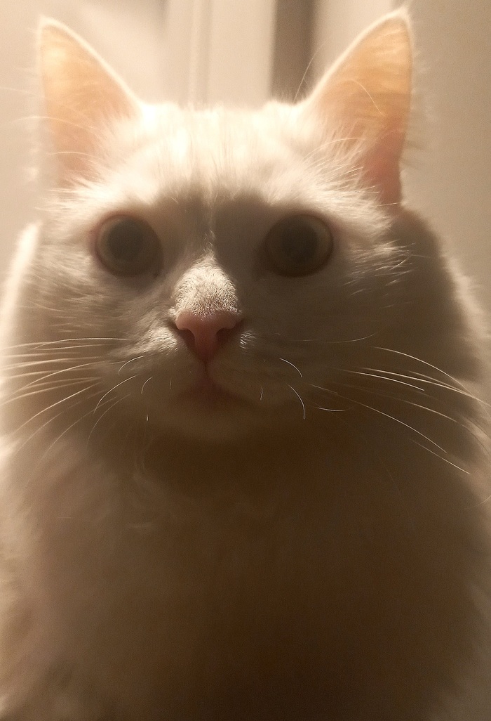 Ҹ . .     ,  , 