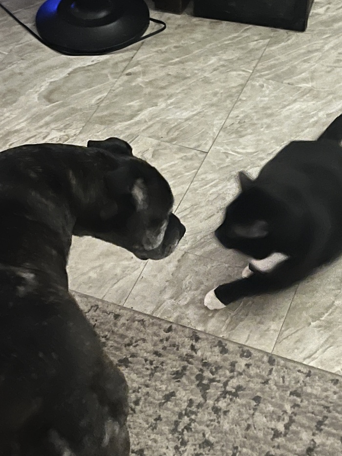 Собака принадлежит арендодателю, ветерану Афганистана, инженеру-подрядчику, футбольному фанату, благотворителю и просто хорошему человеку