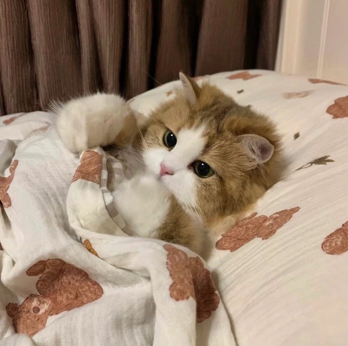 Спокойной ночи котята