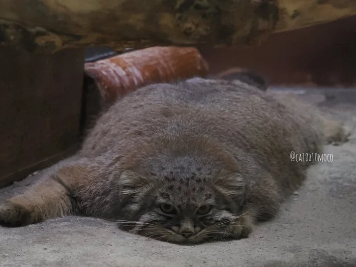 I am completely crushed and exhausted... - Wild animals, Zoo, Predatory animals, Cat family, Pallas' cat, Small cats