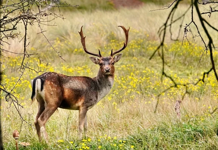 The Deer King - My, The photo, Netherlands (Holland), Nature, Deer