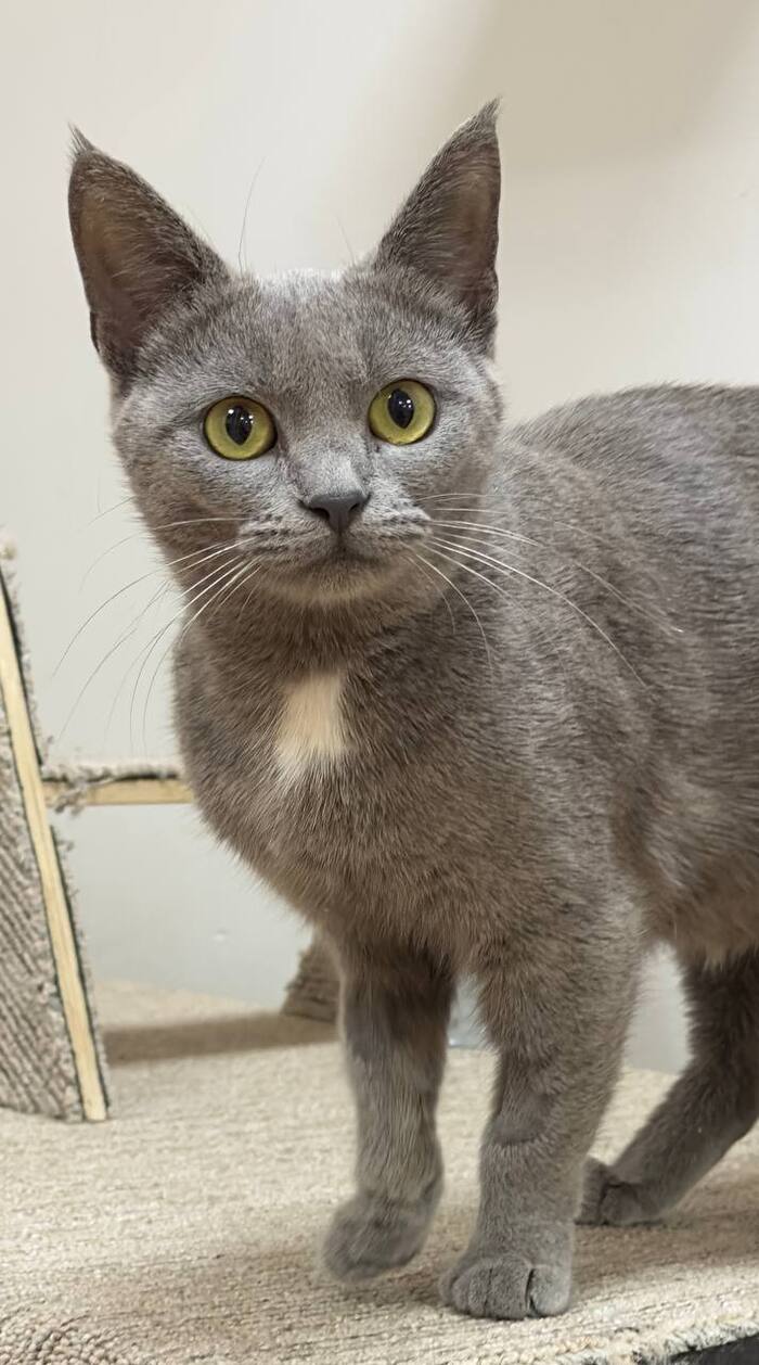 Cat Maria is looking for a home - In good hands, Homeless animals, Animal Rescue, No rating, cat, Kindness, Good league, Shelter, Volunteering, Veterinary, Overexposure, Lost, Longpost