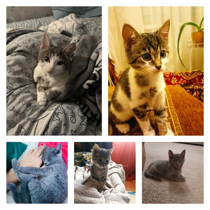 Continuation of the post Kitten is looking for a home - Animal Rescue, In good hands, cat, Homeless animals, No rating, Longpost, Good league, Shelter, Overexposure, Lost, Veterinary, Reply to post, Telegram (link), Found a home