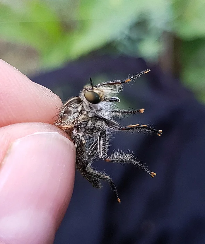 The beauty of hairy legs - My, Insects, Муха, Macro photography, Informative, Entomology, Ktyr, Longpost