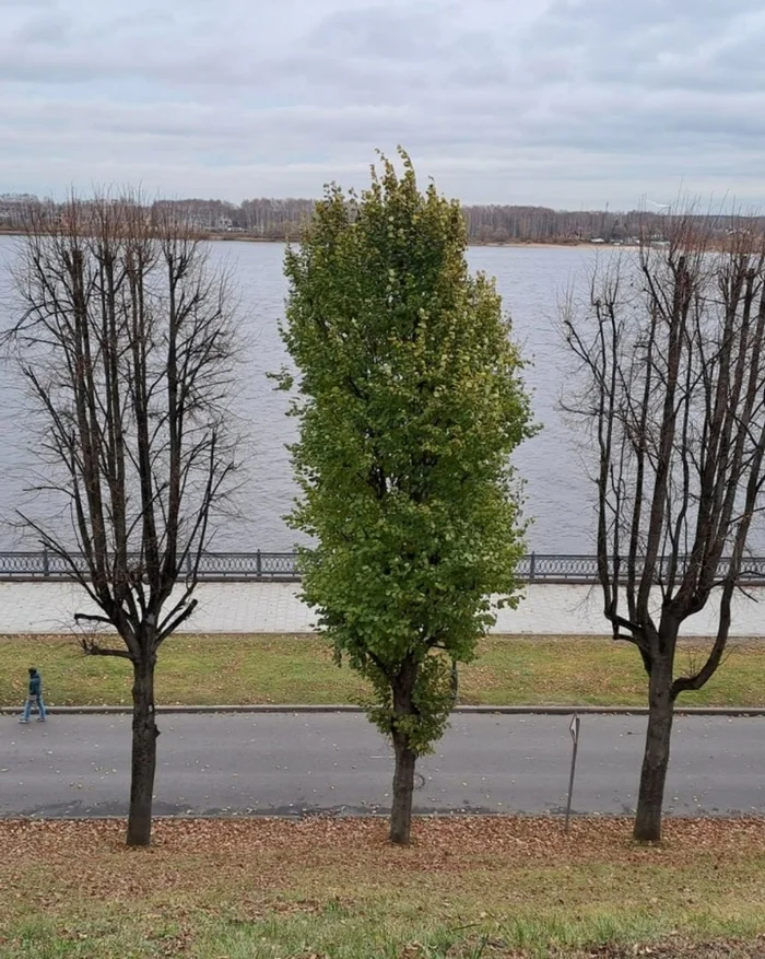 Evergreen linden - Linden, Autumn, Leaves, Yaroslavl