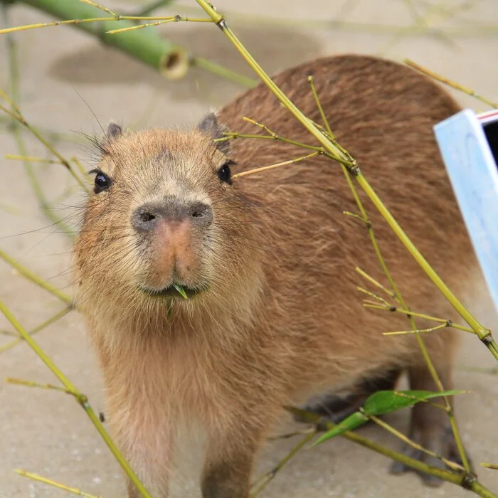 Baby-cutie :3 - Wild animals, Zoo, Capybara, Rodents, Young