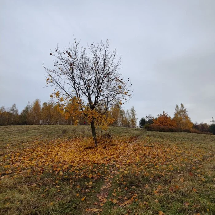 Autumn - The senses, Person, Emotions, Psychology, Psychological help, Autumn, Calmness, Target, Plan, Idea, Change, Liberty, A life, Leaves, Paints, beauty, Atmosphere, Walk, Freshness, People, Longpost