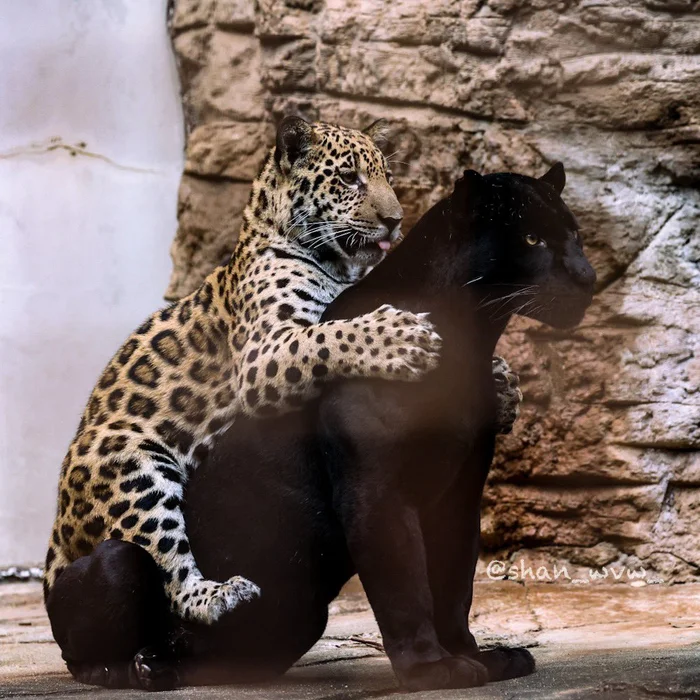 Give me a ride, big turtle! - Jaguar, Young, Black Panther, Cat family, Big cats, Predatory animals, Wild animals, Zoo, Animal games, The photo