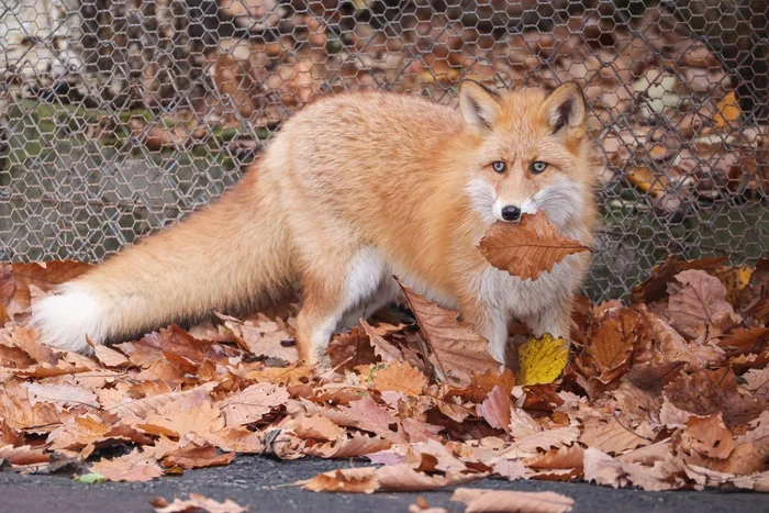 The taste of autumn... - The photo, Fox, Sheet, Leaves, Foliage, Animals, In the animal world, Autumn, Fluffy