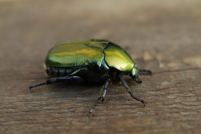      (Protaetia speciosa)  , ,  , , 