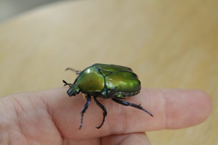      (Protaetia speciosa).   