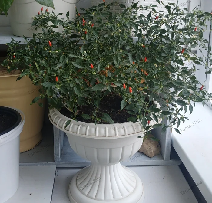 Piri-piri pepper: growing, taste and culinary possibilities - My, Pepper farming, Hot peppers, Spicy cuisine, Growing, Garden, Longpost