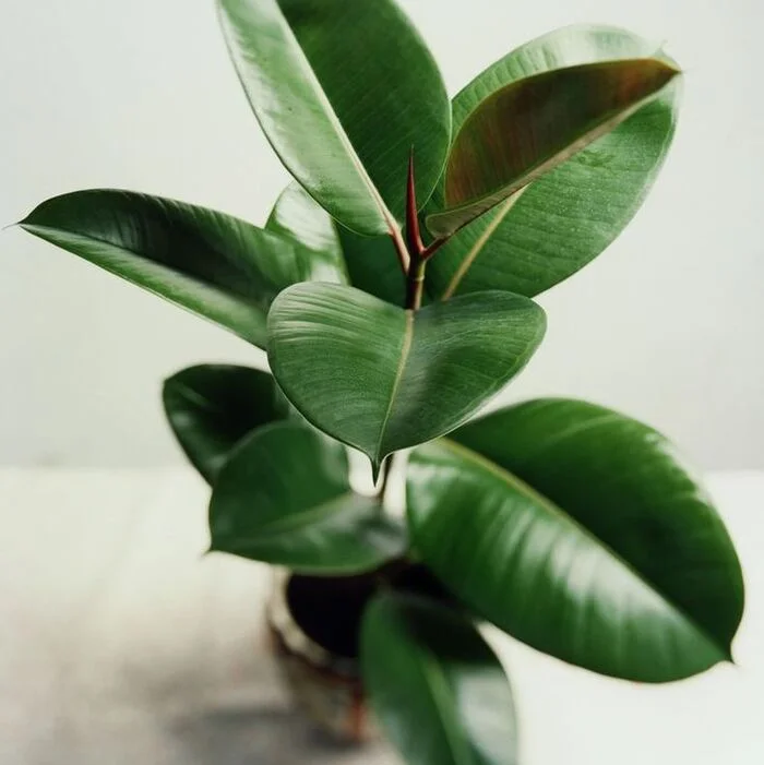 Ficus for comfort - Gardening, Plants, Houseplants, Bloom, Flowers, Ficus, Longpost