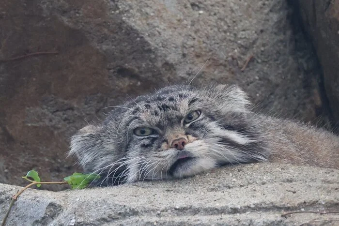 When it's already the end of the working day... - Wild animals, Zoo, Predatory animals, Cat family, Pallas' cat, Small cats