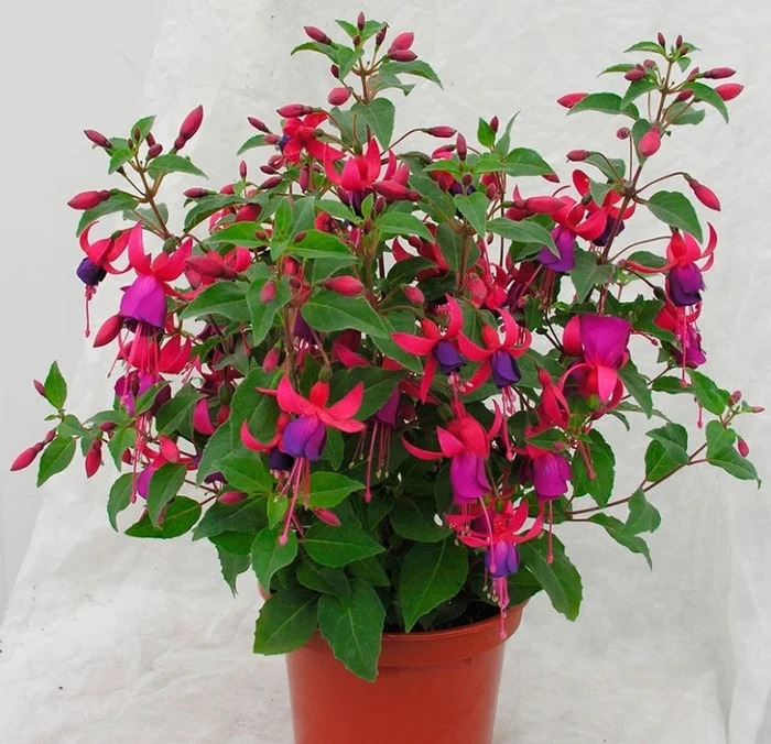 Fuchsia terry beauty of my heart - Gardening, Houseplants, Plants, Flowers, Bloom, Longpost