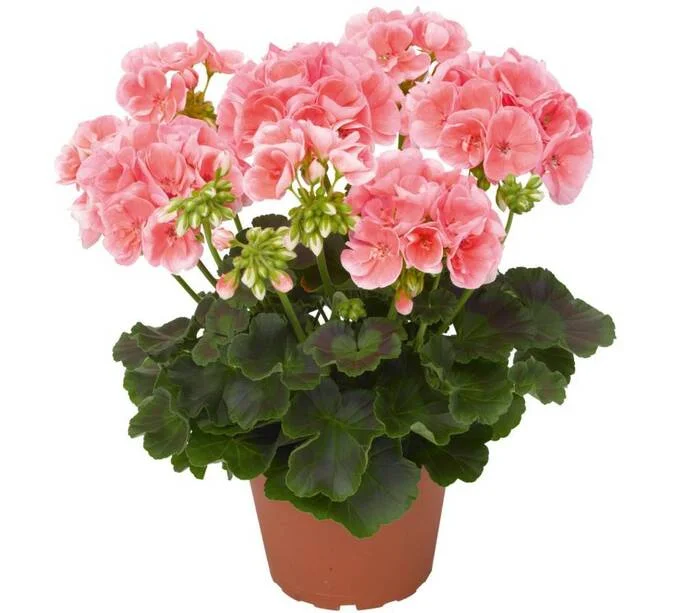 Geranium - the keeper of warmth - Gardening, Plants, Houseplants, Bloom, Geranium, Longpost