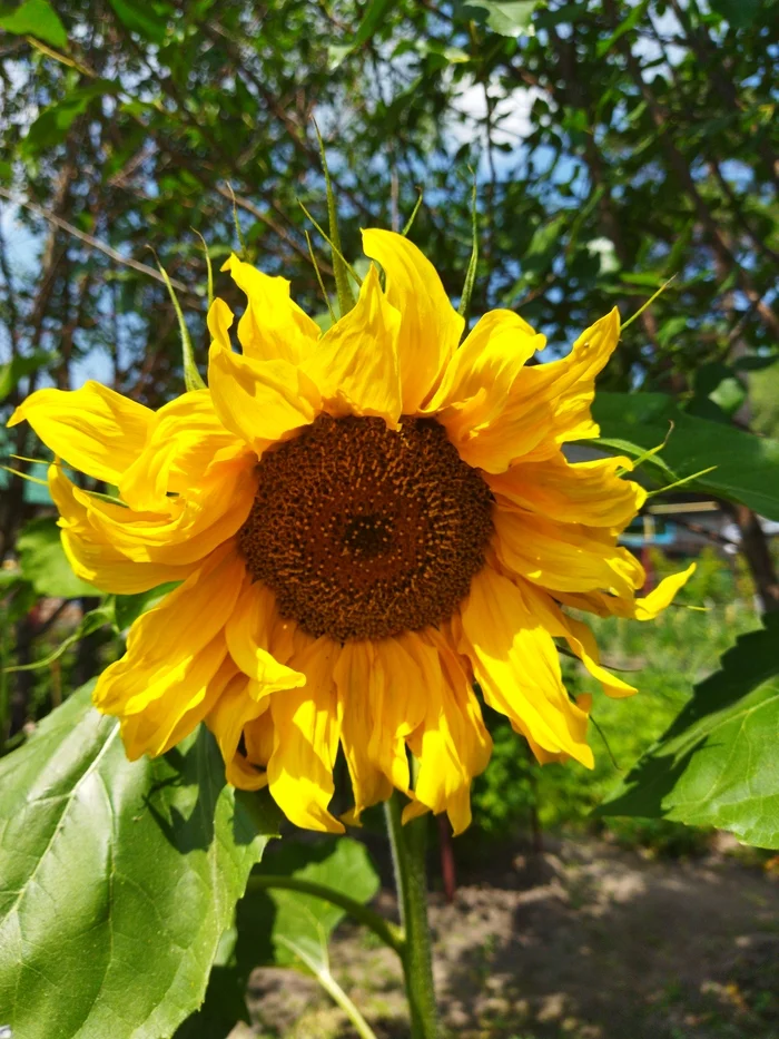 I already want summer - My, Flowers, Sunflower, Summer, The photo