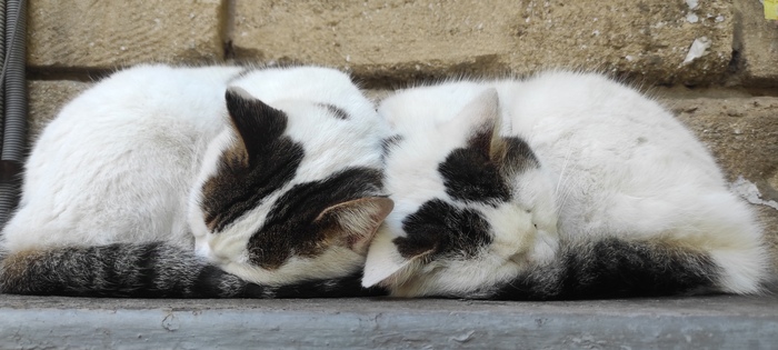 ������ ��� ����