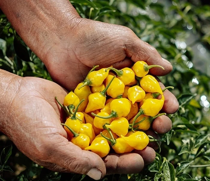 Aji Mochero Pepper: A Tasty Ancient of Peruvian Cuisine - My, Hot peppers, Growing, Spicy cuisine, Cooking, Acutely, Chilli, Pepper, Longpost, Pepper farming, Vegetable garden on the windowsill