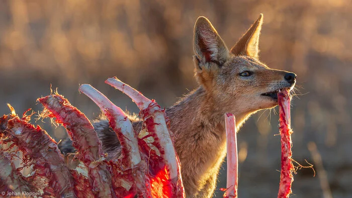 Spare ribs for breakfast - Jackal, Canines, Predatory animals, Wild animals, wildlife, National park, South Africa, The photo, Bones, Remains, Edge