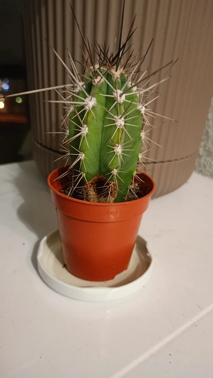 Help save the devil - Cactus, Houseplants