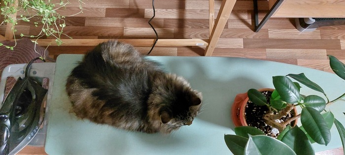 �����. ����� ������