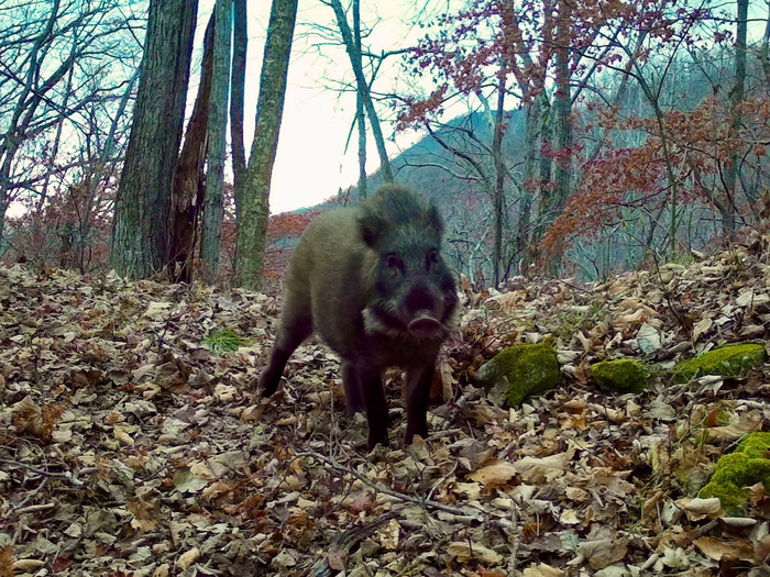 Чёткий кабан ищет пропитание