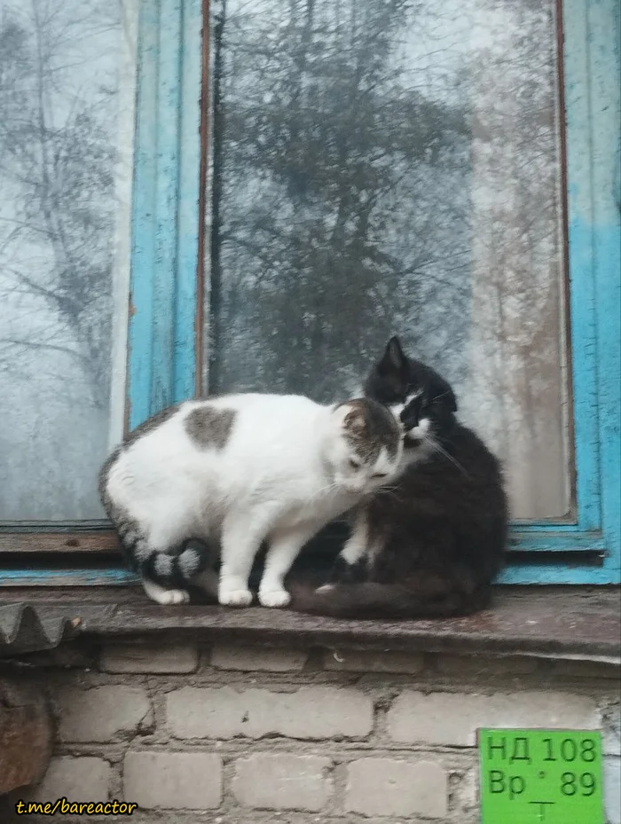 Autumn cats take refuge from the rain - My, cat, Milota, Autumn, Rain, Love, Relationship, Hugs, Care