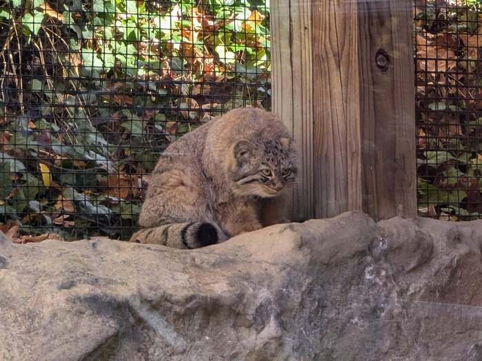 Luke - Wild animals, Predatory animals, Pallas' cat, Cat family, Small cats, The photo, Zoo, Reddit (link)