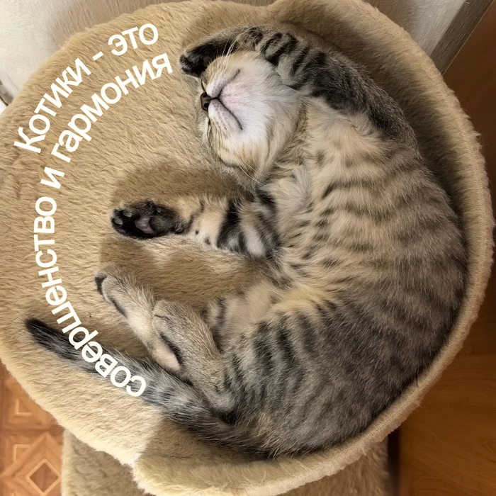 ������ - ���...