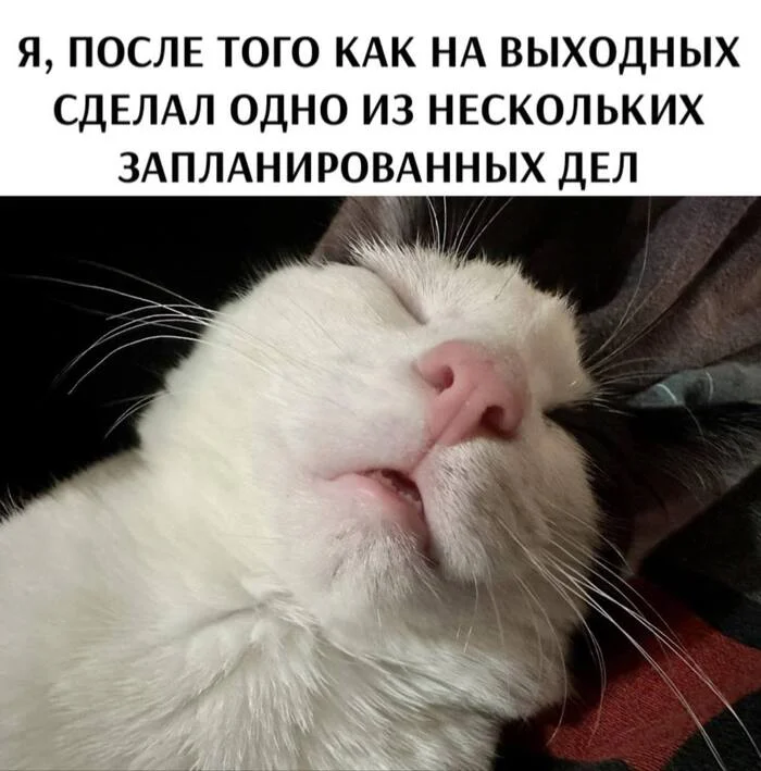 Briefly about my motivation - Humor, Picture with text, cat, Affairs, Weekend, Plan, Telegram (link)