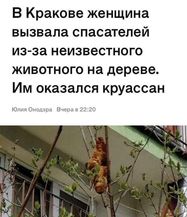 Breaking news - Humor, Picture with text, news, Krakow, Croissants, Rescuers, Tree