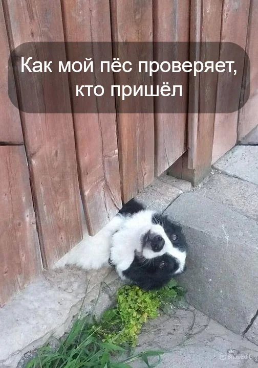 Hello! )) - Dog, Проверка, Gratuti, Picture with text