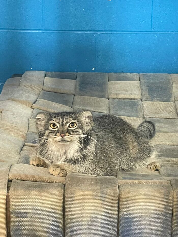 Pretty Evie - Wild animals, Predatory animals, Pallas' cat, Cat family, Small cats, The photo, Zoo, Facebook (link)