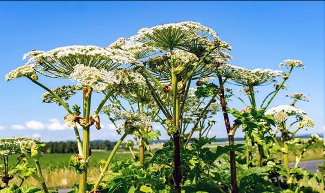 Specialists from the Faculty of Chemistry at Perm State National Research University have developed a method for obtaining a very useful essential oil from ripe fruits of the Sosnowsky hogweed - My, Scientists, Research, Hogweed, Attar