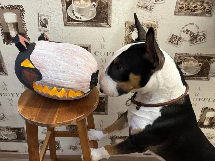 What kind of trick is this? - Pumpkin, Halloween, Longpost, Dog, Bull terrier, Pitbull