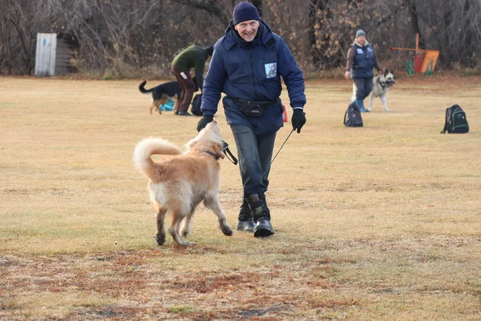 Дрессировка собак в Омске ОЦССС 03.11.2024 - Собака, Щенки, Омск, Дрессировка, Собачники, Друг, Забота, Оцссс, Доброта, Длиннопост