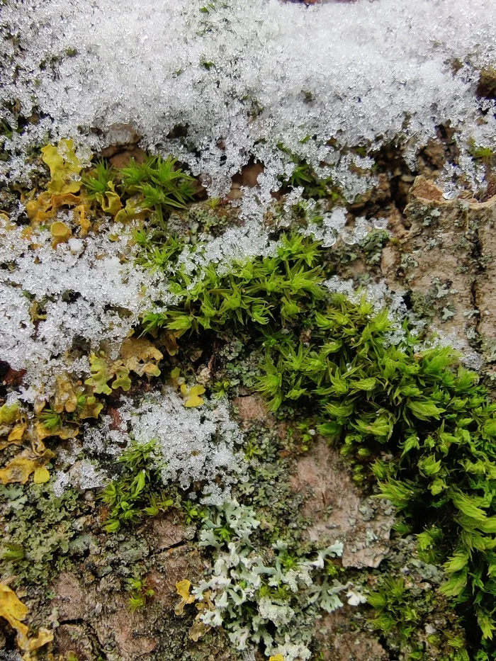 Moss, lichen, snow and berries - My, Moss, Lichen, Berries, Snow, Nature, Autumn, Longpost