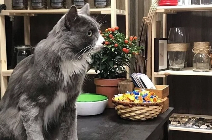 Выплату за находку кота-бизнесмена в Перми подняли до 100 тыс. рублей