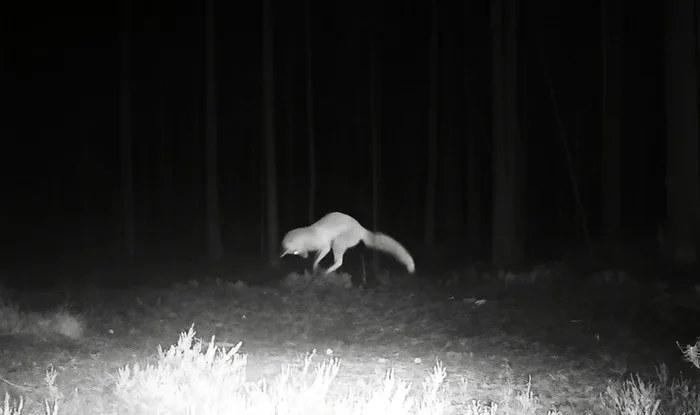 At night near St. Petersburg, a fox conducted a training session on the sand - My, The nature of Russia, Leningrad region, Fox, Mouse, Pavel Glazkov, Each creature has a pair, Video, Video VK, Longpost