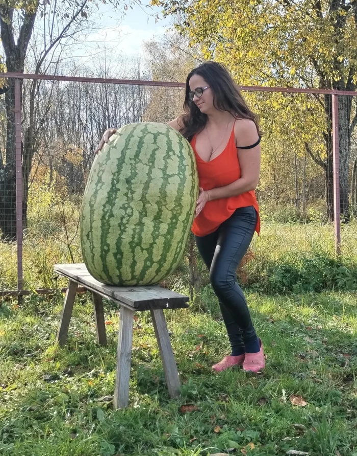 The adventures of a giant watermelon... and its insides... - My, Garden, Vegetables, Gardening, Watermelon, Giants, Gigantomania, Garden, Harvest, Longpost