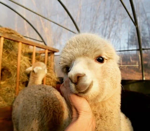 Well hello!) - Alpaca, Smile, Milota, Repeat