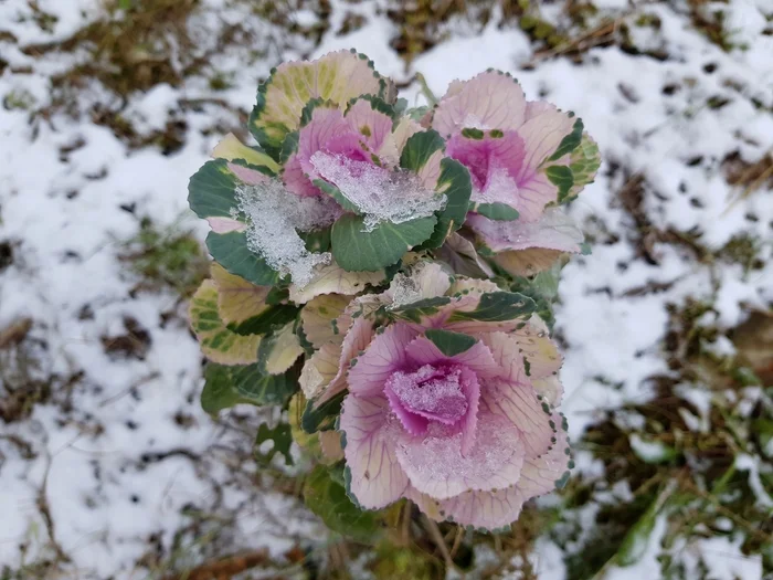 Candied November Roses - My, decorative cabbage, Garden, Cabbage, Longpost